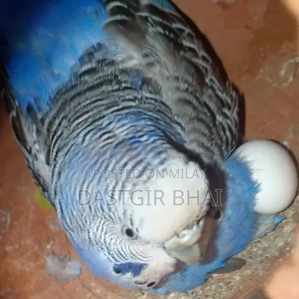 Budgie Parrot Pair - Baby Budgies Available