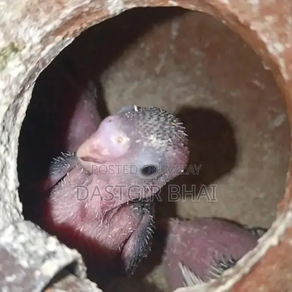 Budgie Parrot Pair - Baby Budgies Available