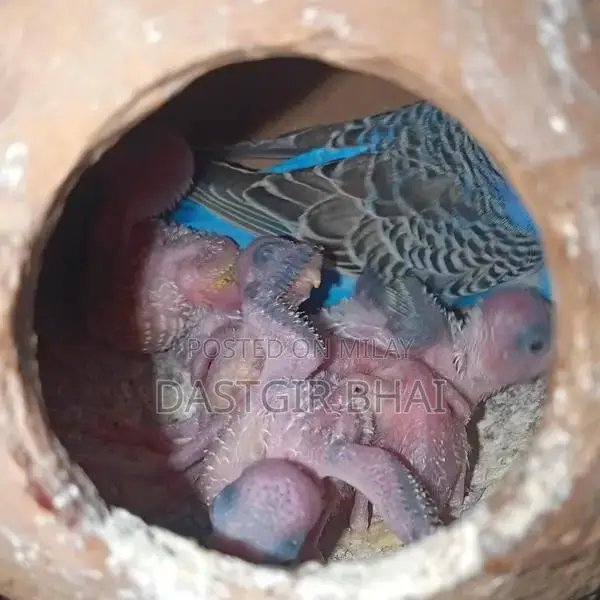 Budgie Parrot Pair - Baby Budgies Available