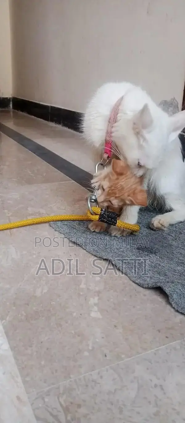 Beautiful Persian Kittens - Black and Orange Available