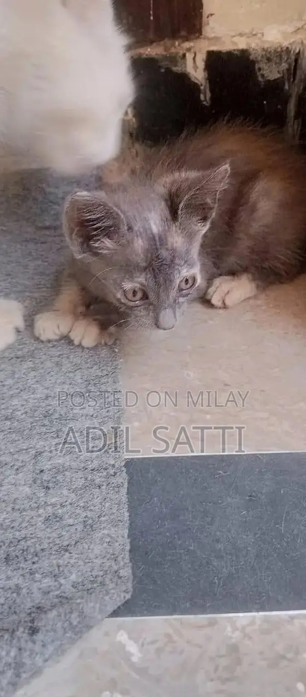 Beautiful Persian Kittens - Black and Orange Available