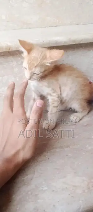 Beautiful Persian Kittens - Black and Orange Available