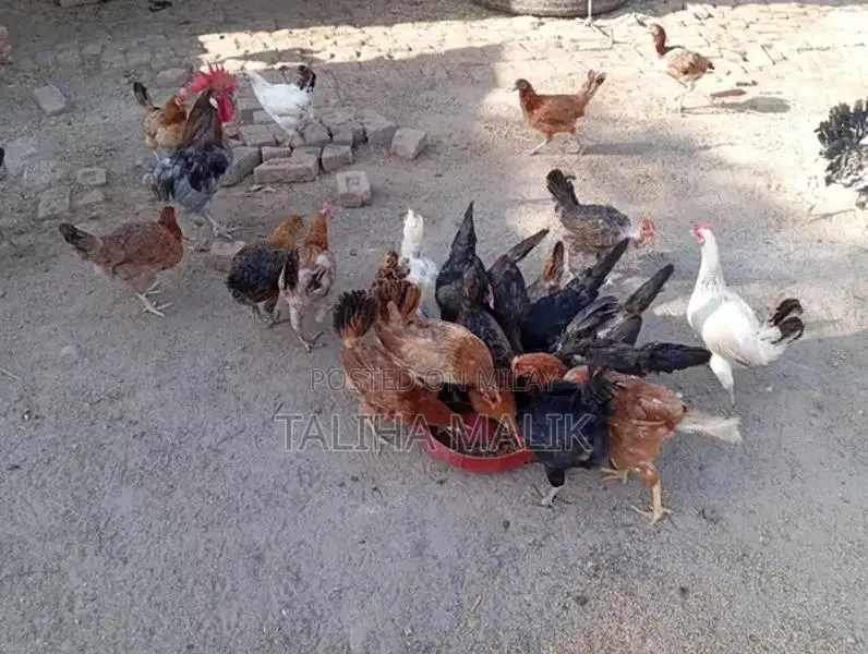 Fresh Poultry Egg Starter Mix for Healthy Chickens