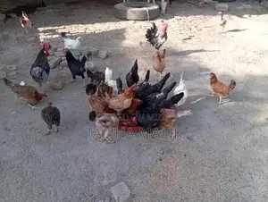 Fresh Poultry Egg Starter Mix for Healthy Chickens