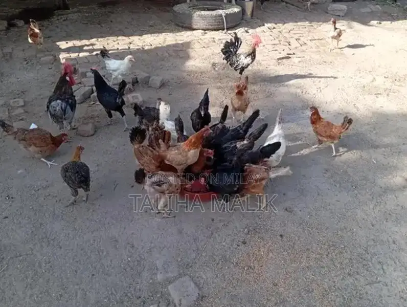 Fresh Poultry Egg Starter Mix for Healthy Chickens