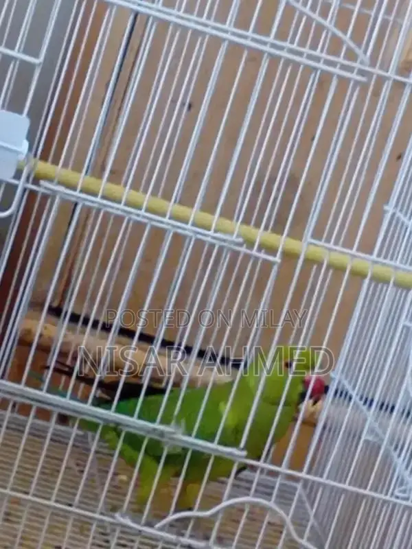 Green Parrot with New Cage - Vibrant Pet Bird Companion