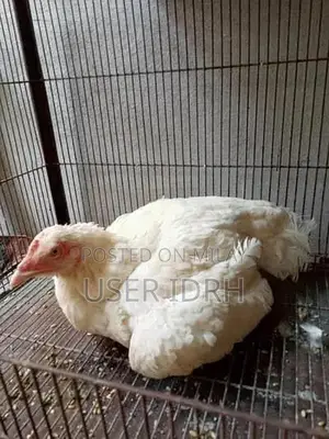 Photo - Kuruk Murghi Kurak Aseel Madi Broody Hen for Poultry Breeding