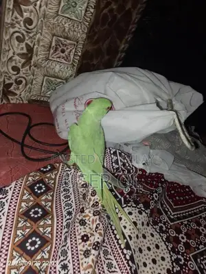 Photo - Green Parrot Pet - Friendly and Trainable Companion Bird