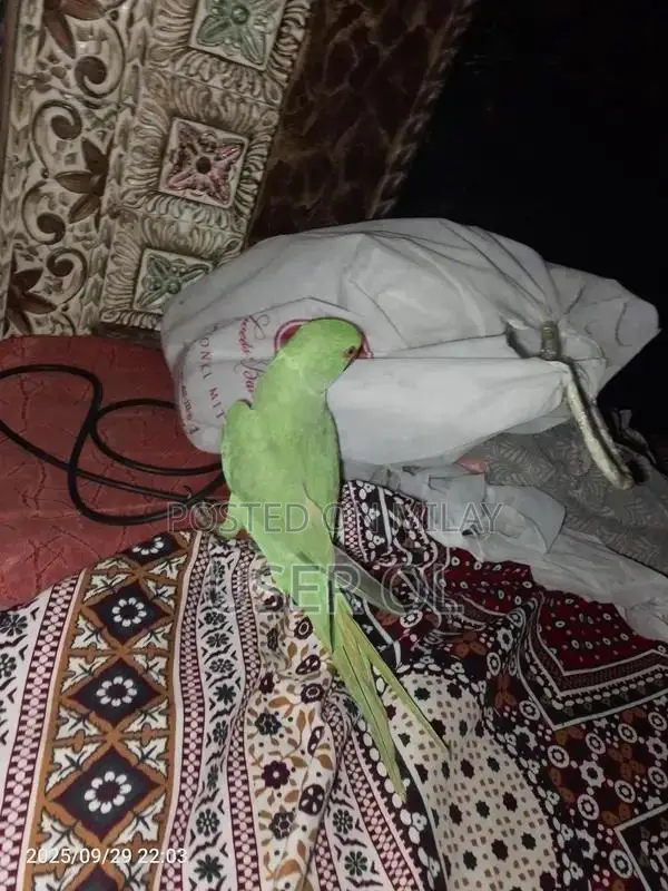 Green Parrot Pet - Friendly and Trainable Companion Bird