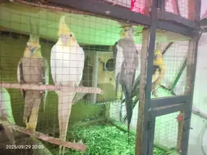 Green Parrot Pet - Friendly and Trainable Companion Bird