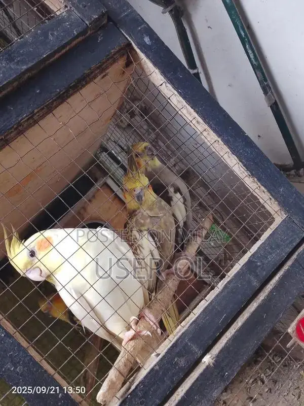 Green Parrot Pet - Friendly and Trainable Companion Bird