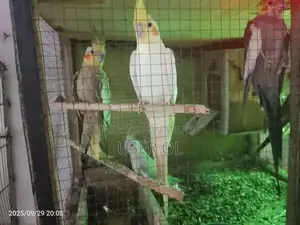 Green Parrot Pet - Friendly and Trainable Companion Bird