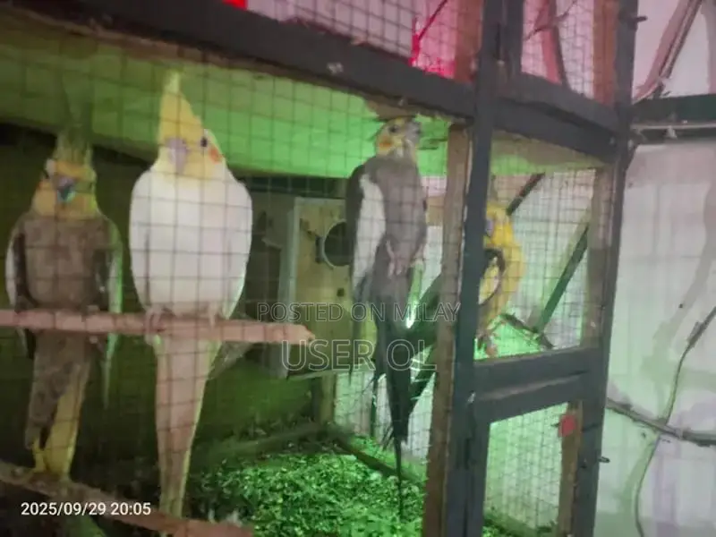 Green Parrot Pet - Friendly and Trainable Companion Bird