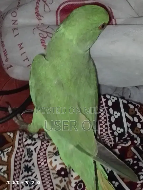 Green Parrot Pet - Friendly and Trainable Companion Bird