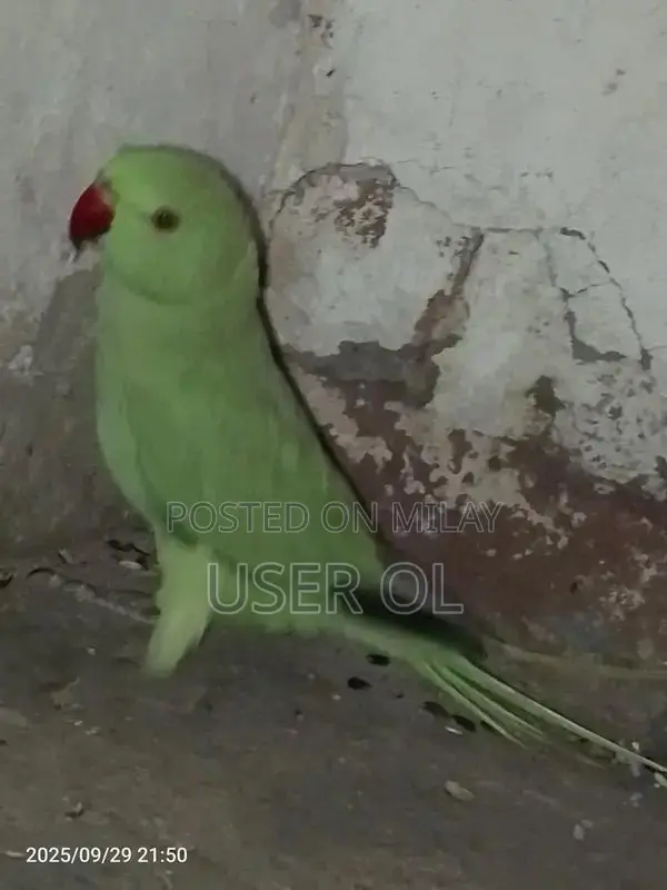 Green Parrot Pet - Friendly and Trainable Companion Bird