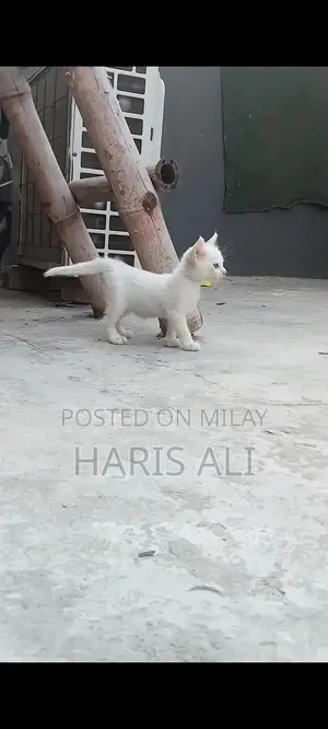 Photo - Persian Blue Eye Triple Coat Kitten - 1 Month Old