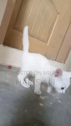 Persian Blue Eye Triple Coat Kitten - 1 Month Old