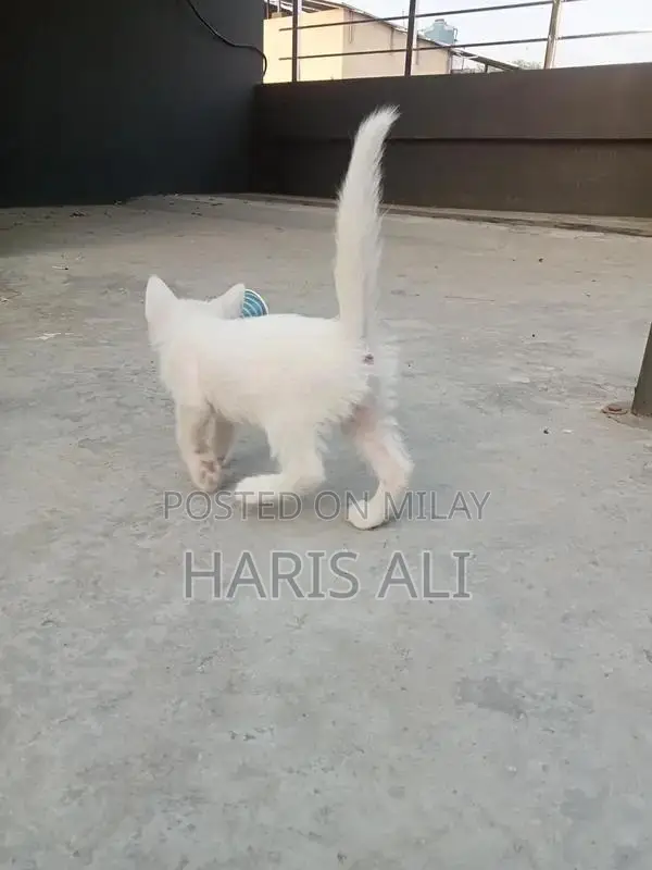 Persian Blue Eye Triple Coat Kitten - 1 Month Old