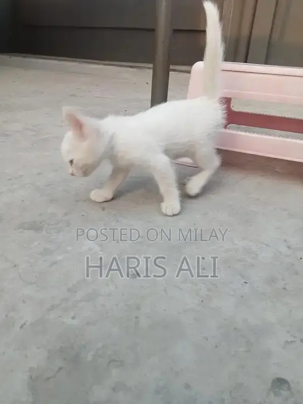 Persian Blue Eye Triple Coat Kitten - 1 Month Old