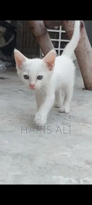 Persian Blue Eye Triple Coat Kitten - 1 Month Old