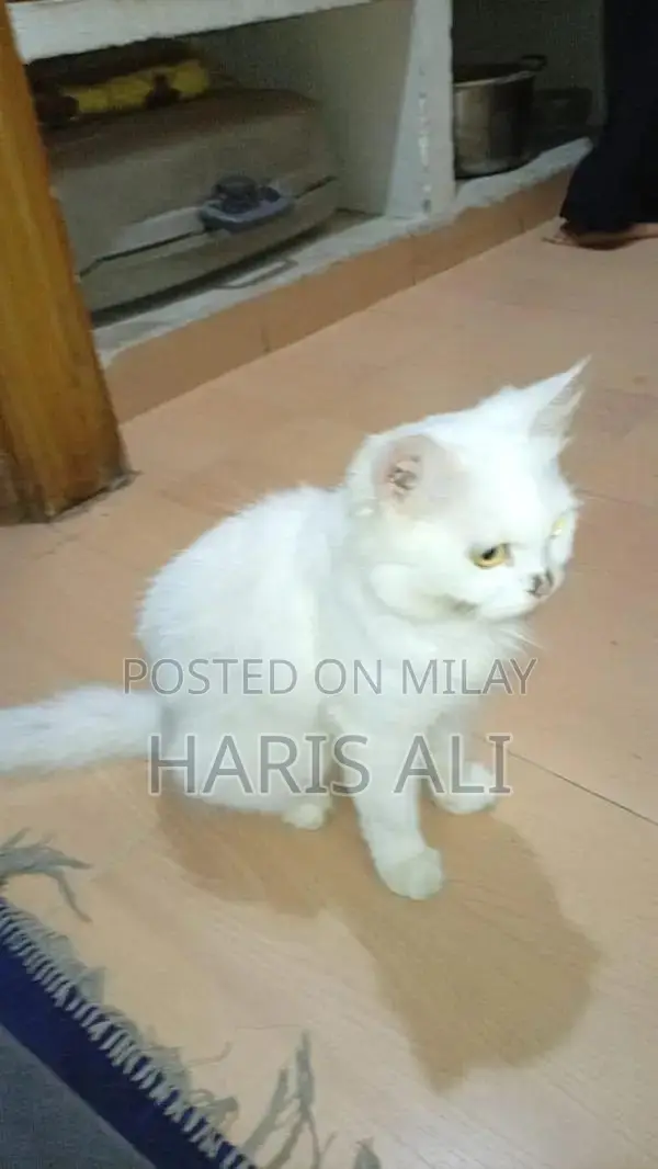 Persian Blue Eye Triple Coat Kitten - 1 Month Old