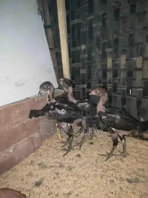 Photo - Burmi X Pakistani Cross Poultry Breeding Pair - Healthy Active Chicken