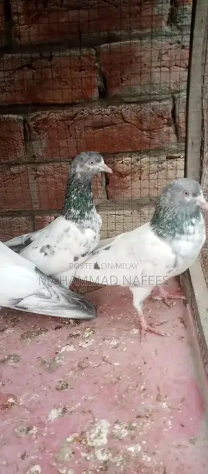 Golden Pair Animal Companion Set