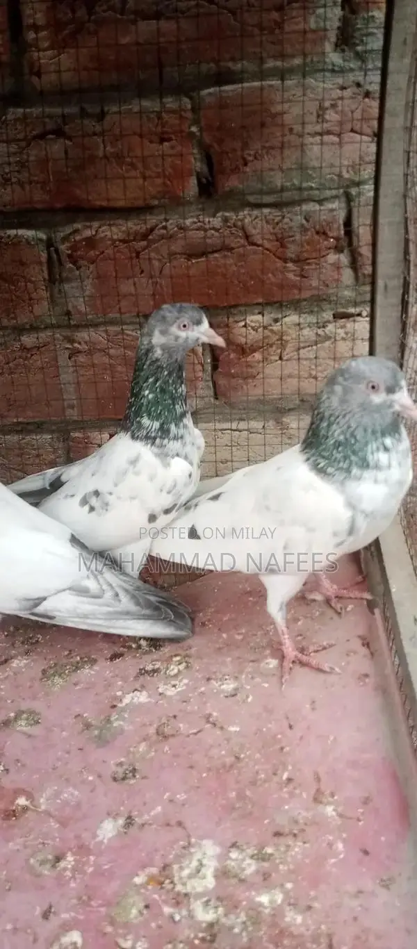 Golden Pair Animal Companion Set