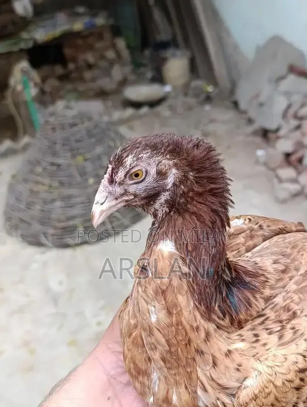 Aseel Amrohi Cross Female Chicken - Robust Breed for Egg Production