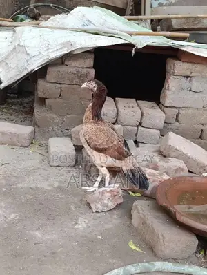 Aseel Amrohi Cross Female Chicken - Robust Breed for Egg Production