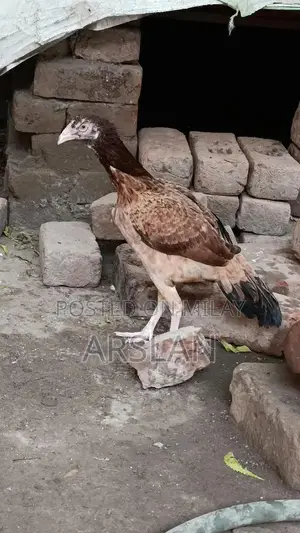 Aseel Amrohi Cross Female Chicken - Robust Breed for Egg Production