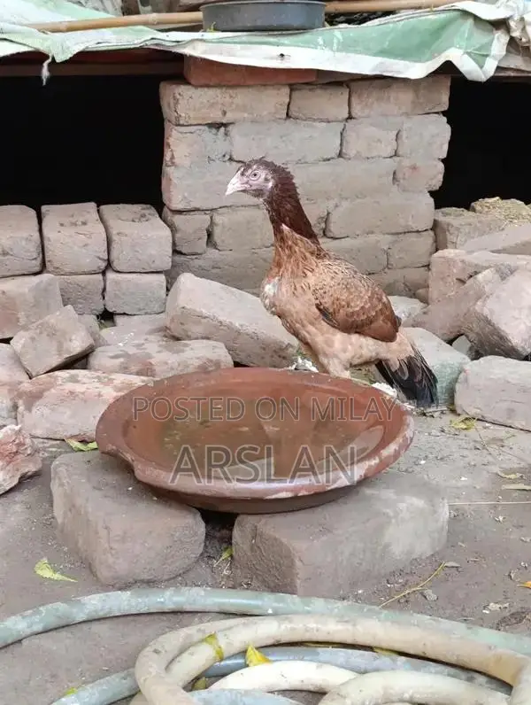Aseel Amrohi Cross Female Chicken - Robust Breed for Egg Production