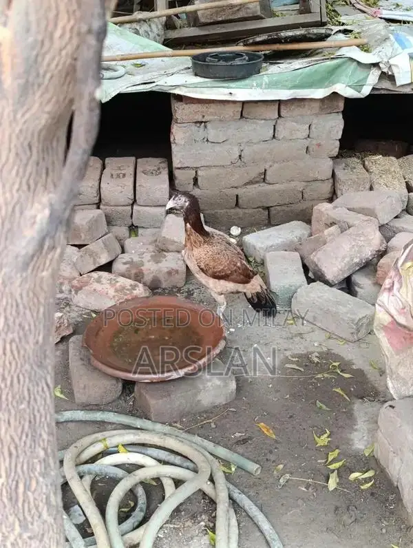 Aseel Amrohi Cross Female Chicken - Robust Breed for Egg Production