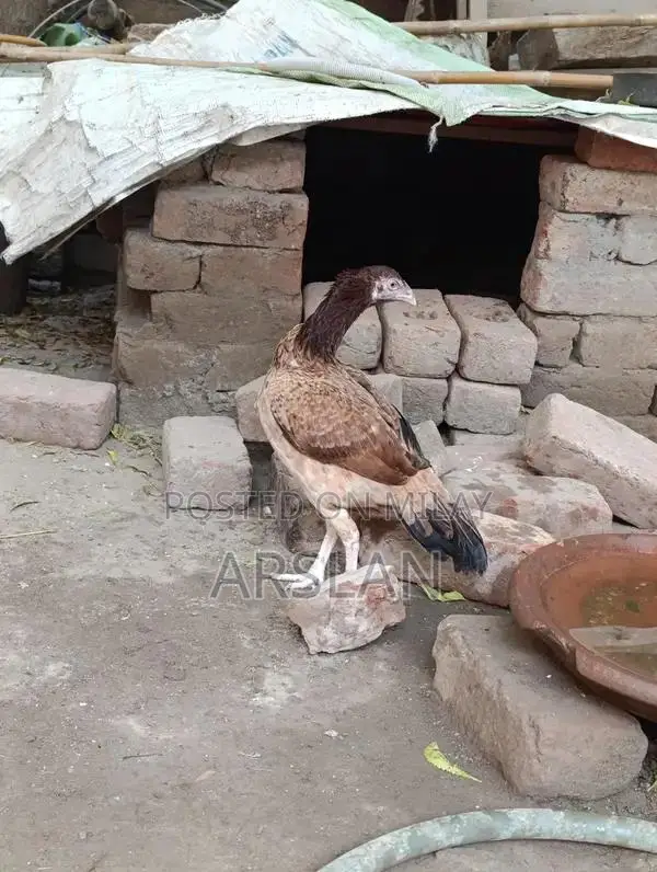 Aseel Amrohi Cross Female Chicken - Robust Breed for Egg Production