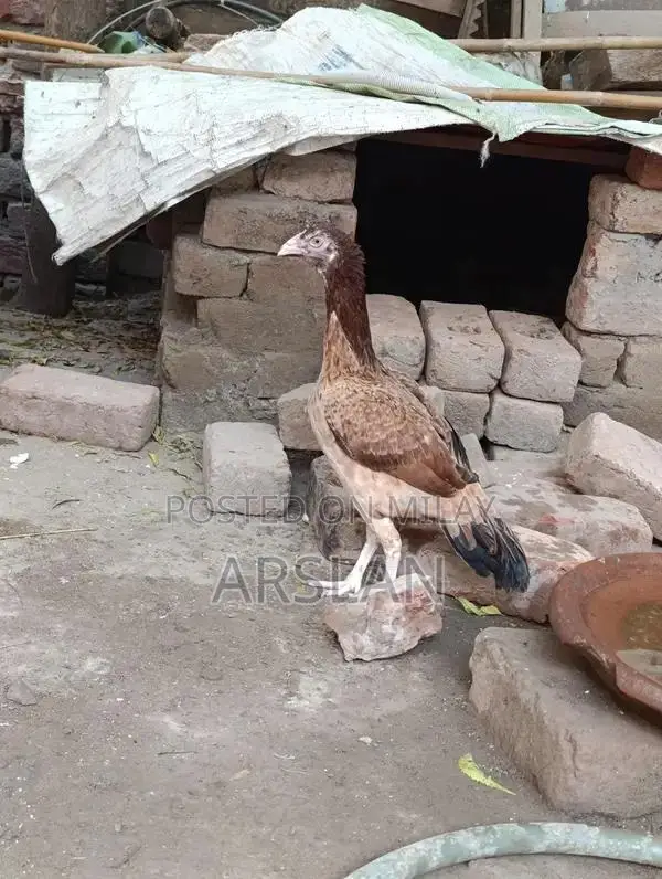 Aseel Amrohi Cross Female Chicken - Robust Breed for Egg Production