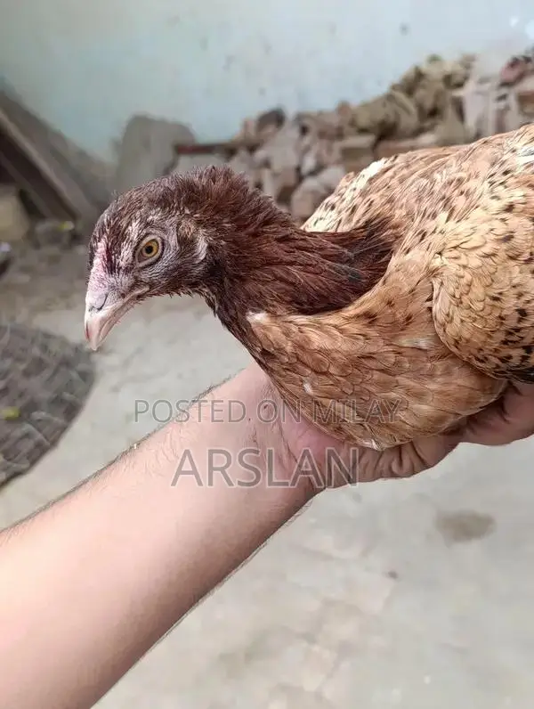 Aseel Amrohi Cross Female Chicken - Robust Breed for Egg Production
