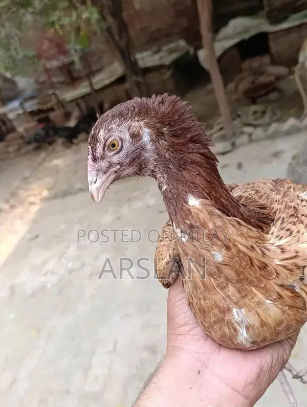Aseel Amrohi Cross Female Chicken - Robust Breed for Egg Production