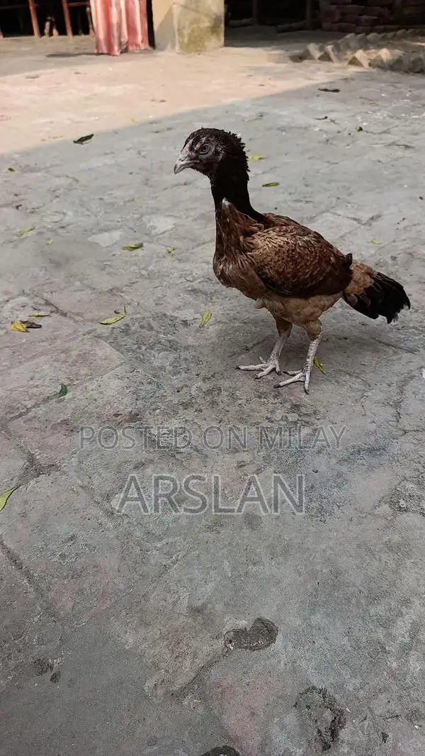 Aseel Amrohi Cross Female Chicken - Robust Breed for Egg Production
