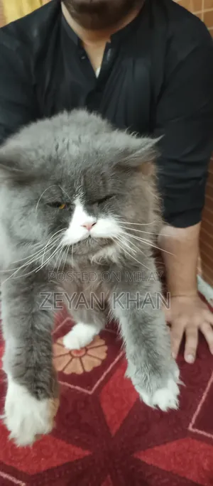 Photo - 1-3 months Male Purebred Persian