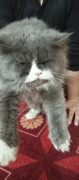 1-3 months Male Purebred Persian