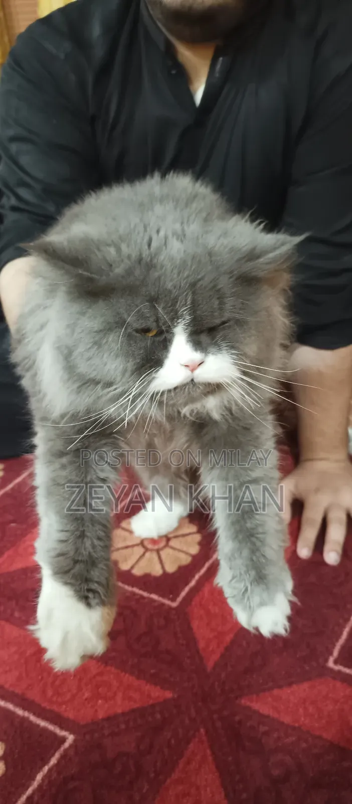 1-3 months Male Purebred Persian