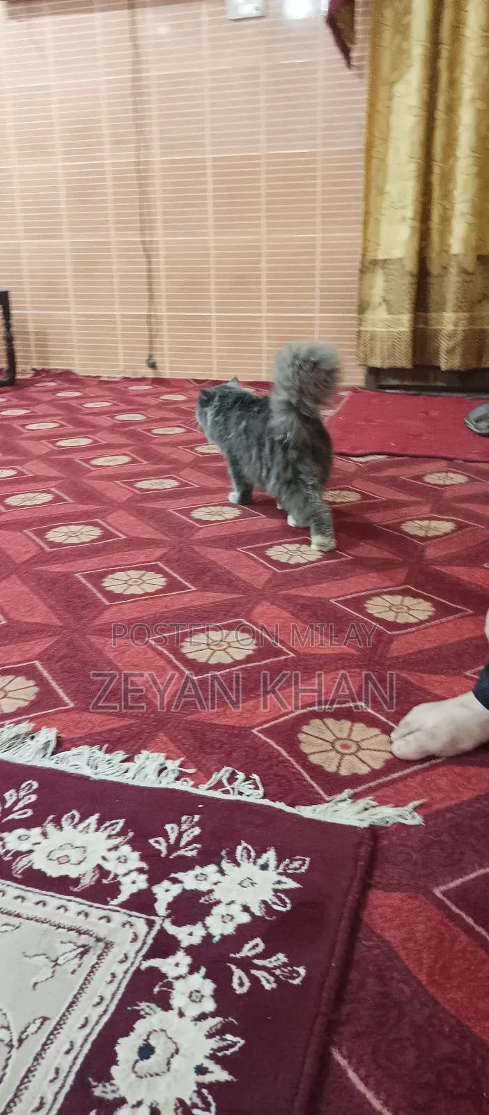 1-3 months Male Purebred Persian