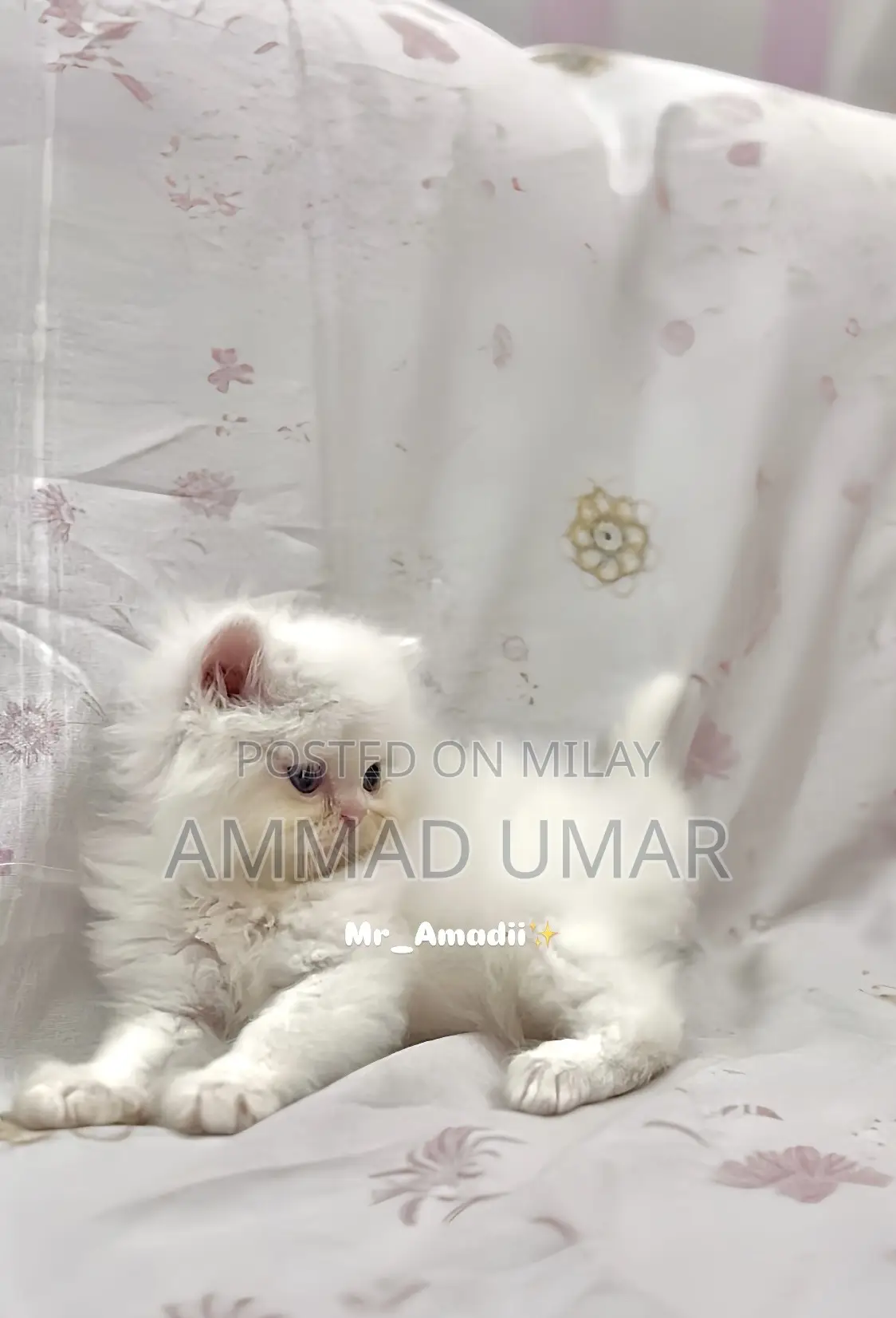 0-1 month Male Purebred Persian