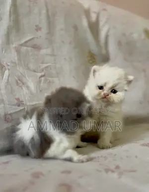 Photo - 0-1 month Male Purebred Persian