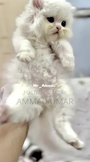 0-1 month Male Purebred Persian