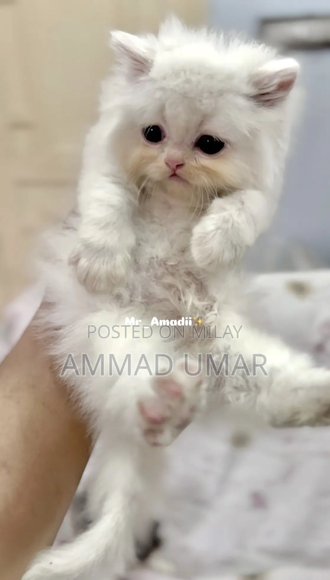 0-1 month Male Purebred Persian