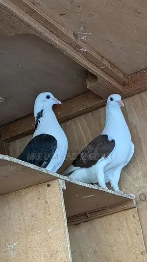 Photo - beautiful pigeons for sale 2 pair