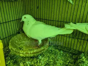 Photo - Low Flyer Kabootar for Sale (Patti Wale)