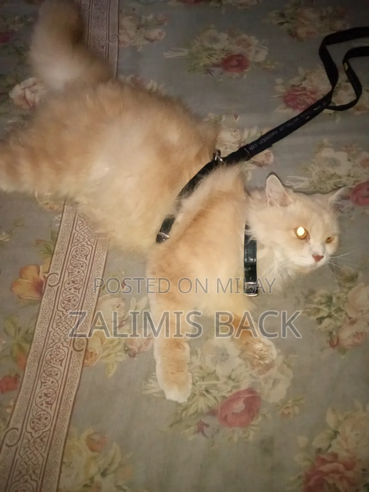 1+ year Female Mixed Breed Persian