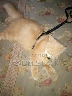 1+ year Female Mixed Breed Persian